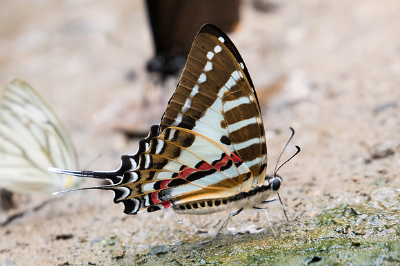 Graphium nomius swinhoei -1959- Chiang Dao  - 11/03/23