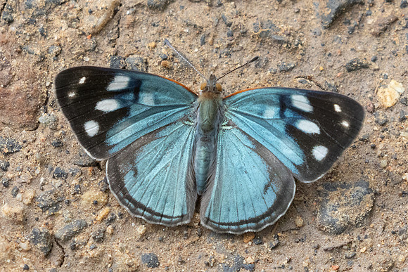 Dynamine racidulaid -1921 - Barichara - 8/06/24