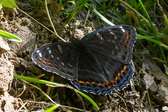Limenitis populi-0059