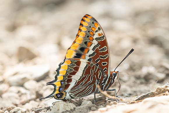 Charaxes jasius-9366- Gorges de Caramy - 7/06/25