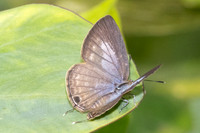Nacaduba berenice-5363