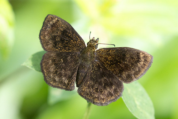 Staphylus sp --9849