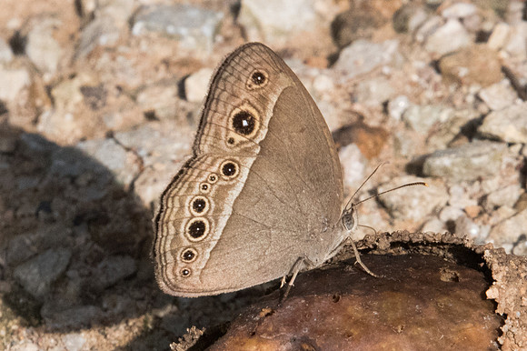 Mycalesis perseoides-1830 - Chiang Dao - 15/11/23