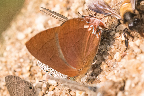 Remelana jangala-9541- Chiang Dao  - 11/03/23