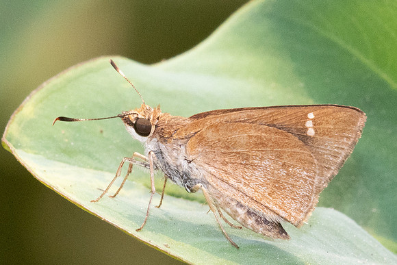 Arnetta atkinsoni-3402 - Chiang Dao - 19/03/24