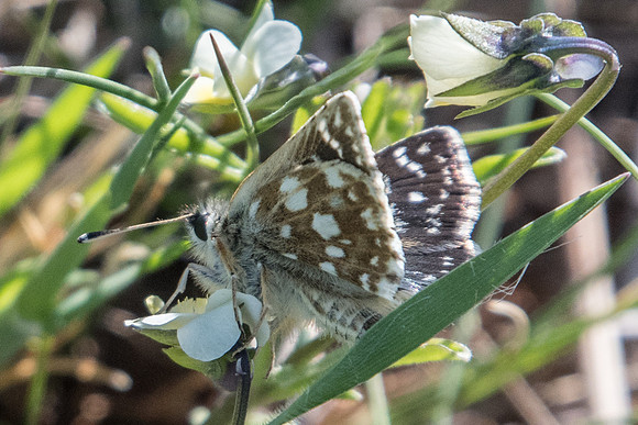 Spialia orbifer-8817