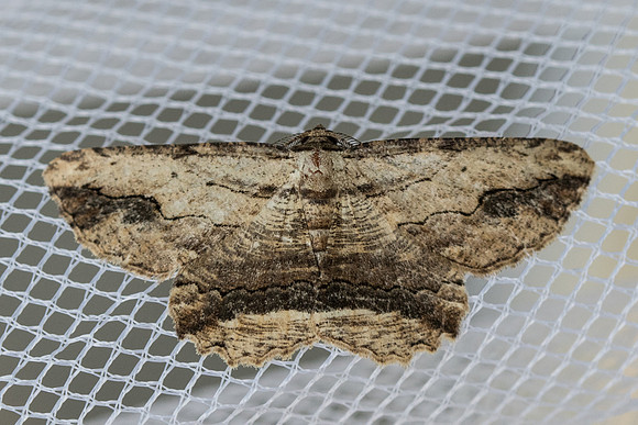 Menophra abruptaria_Frayssinet-le-Gélat 9581 - 24/06/23