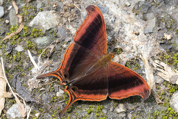 Marpesia zerynthia-5446 - Jardin - 14/06/24