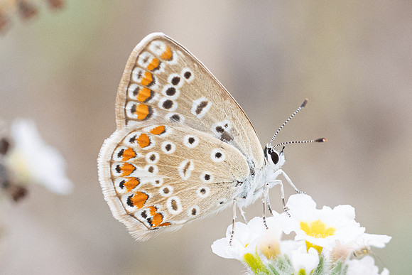 Polyommatus icarus-1232