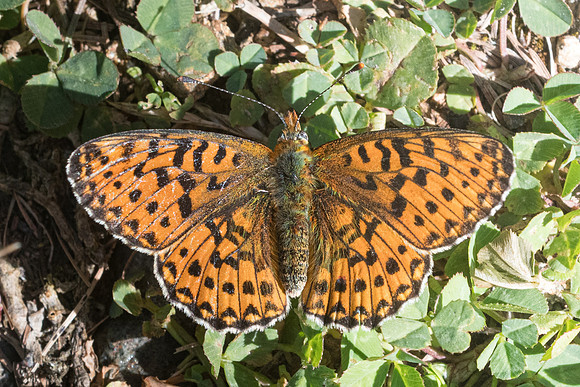 Boloria euphrosyne-8315 - Isola 2000 - 29/06/21