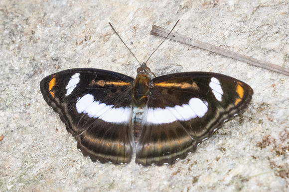 Athyma cama-4059 Huai Sai Lueang Waterfall (1040m) - 23/03/25