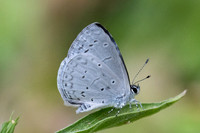 Celastrina argiolus iynteana-1700 - Chiang Dao - 17/03/24