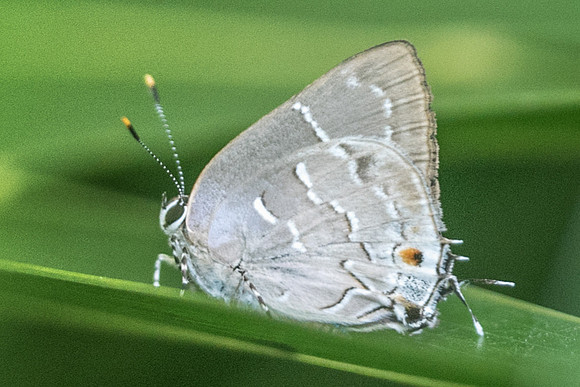 Celmia conoveria-3859