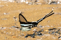 Lamproptera meges-1214- Chiang Dao - 17/03/25