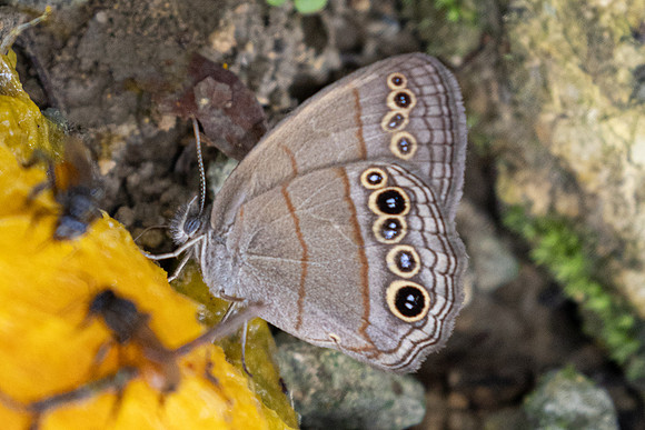 Vareuptychia themis-8450 - Cartagena 1/06/24