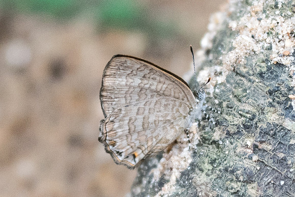 Poritia promula id ?-7336 - Khao Phanom Bencha National Park - 28/11/23