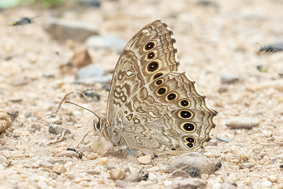 Neope muirheadi bhima-2633 - Chiang Dao - 18/03/24