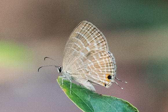 Jamides sp-4623