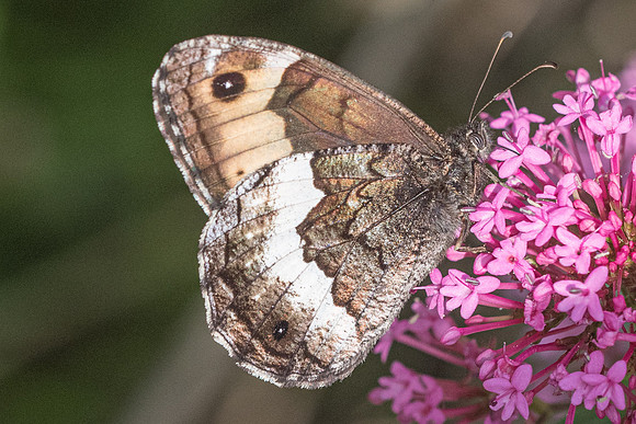 Hipparchia genava-7890 - Rimplas - 28/06/21