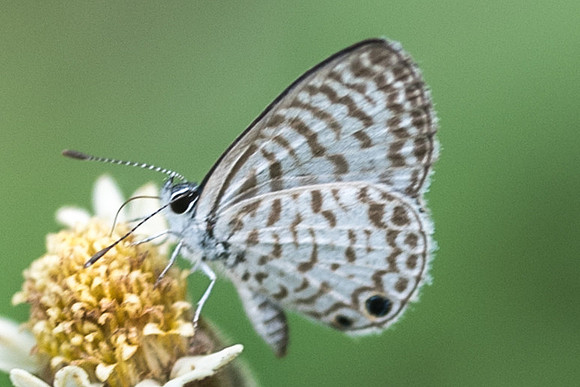 Leptotes cassius-4592