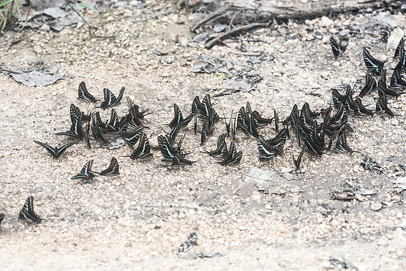 Protographium philolaus-2775