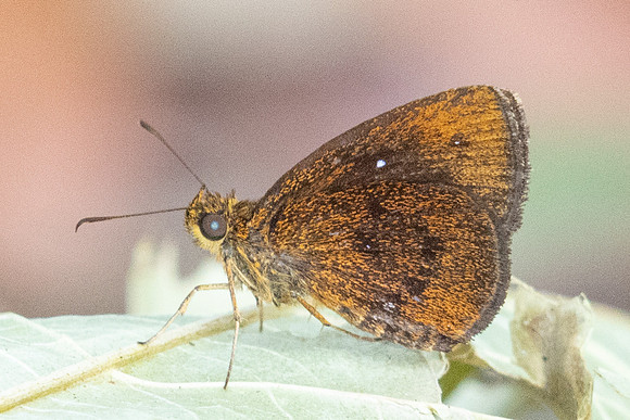 Iambrix stellifer-0973 - Chiang Dao - 17/03/24