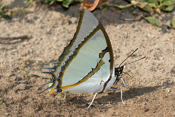 Polyura dolon-4218