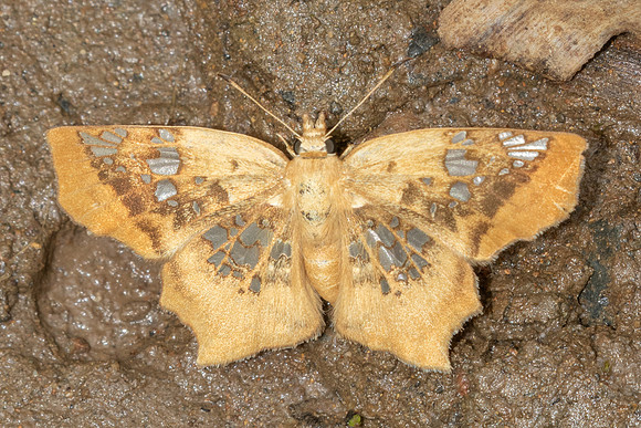 Ctenoptilum vasava-2140 - Chiang Dao - 19/03/25