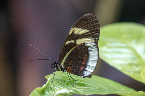 Heliconius cydno-6354