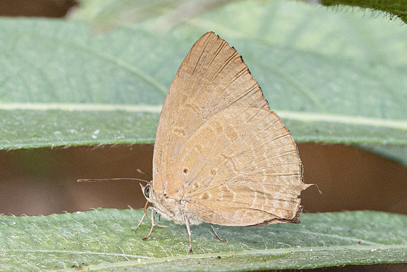 Arhopala khamti -6358