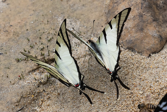 Graphium agetes-8548