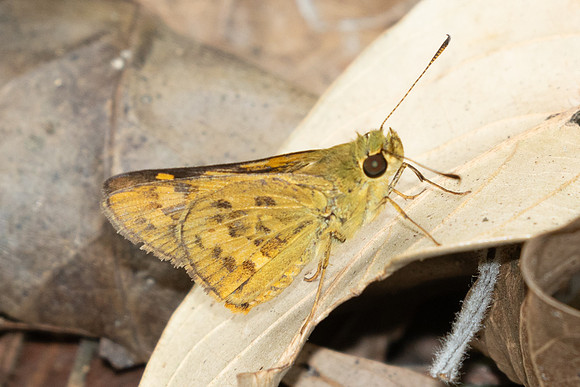 Potanthus-2842