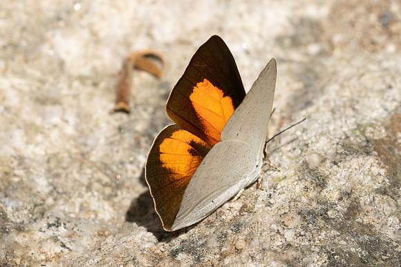 Curetis acuta-4730