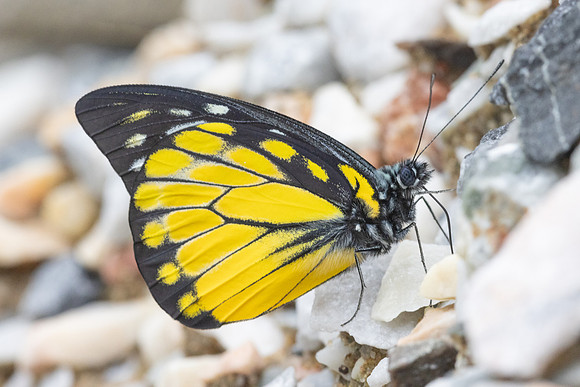 Prioneris thestylis-9057