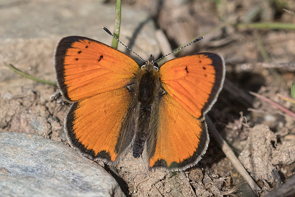 Lycaena ottomana-0604