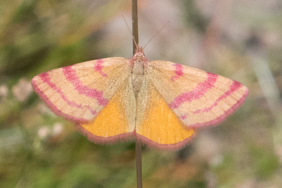 lythria sanguinaria-6877 - Err - 22/07/23