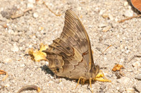 Lethe distans-3488 - - Doi Inthanon - 23/03/25
