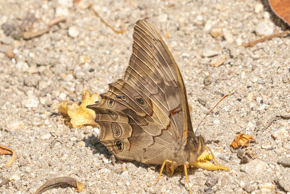 Lethe distans-3488 - - Doi Inthanon - 23/03/25