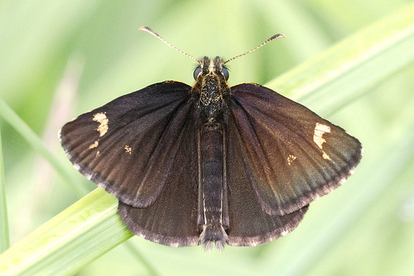 Heteropterus morpheus-7124 - Sucy en Brie - 7/07/24