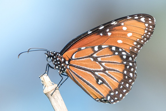 danaus gilippus-3289