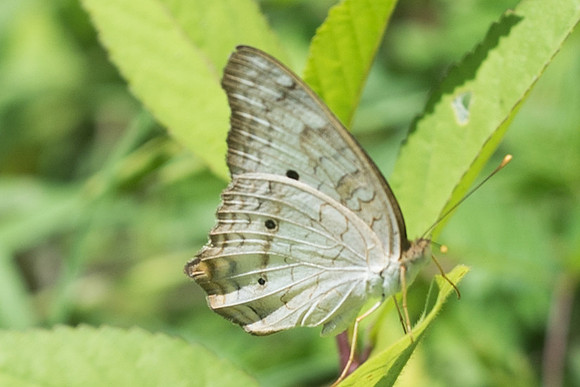 Anartia jatrophea-2279
