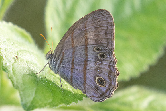 Magneuptychia libye-5046
