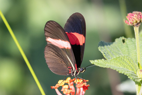 Heliconius melpomene melpomene-1074 - Barichara - 8/06/24