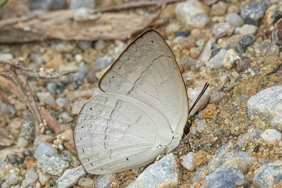 Curetis insularis-8314