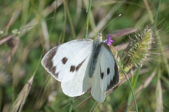 Pieris brassicae-9359 ♀ - Corse - 18/06/23