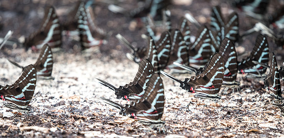 Protographium philolaus-2443