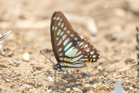 Graphium chironides-2669 - Chiang Dao - 20/03/25
