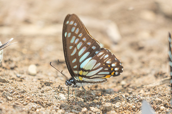 Graphium chironides-2669 - Chiang Dao - 20/03/25