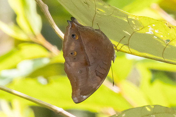 Doleschallia bisaltide-9614 - Gopeng - 13/03/25