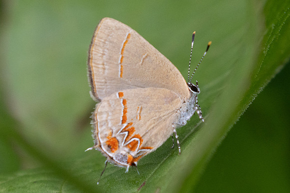 Calycopis origo-5401 - Jardin - 14/06/24